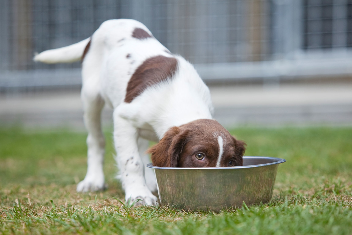 Cattivi odori e abbai disturbano i vicini: è ammissibile il sequestro preventivo del cane?