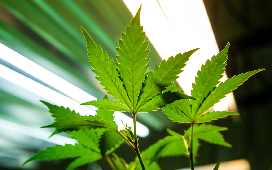 La coltivazione domestica di Cannabis ad uso personale non è reato