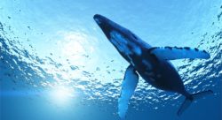 Blue Whale Challenge: la rete come un’arma
