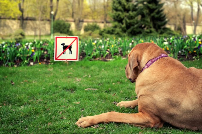 Ordinanza contingibile ed urgente: illegittimo il divieto per i cani di entrare nei parchi pubblici