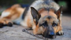 La responsabilità del proprietario di animali domestici