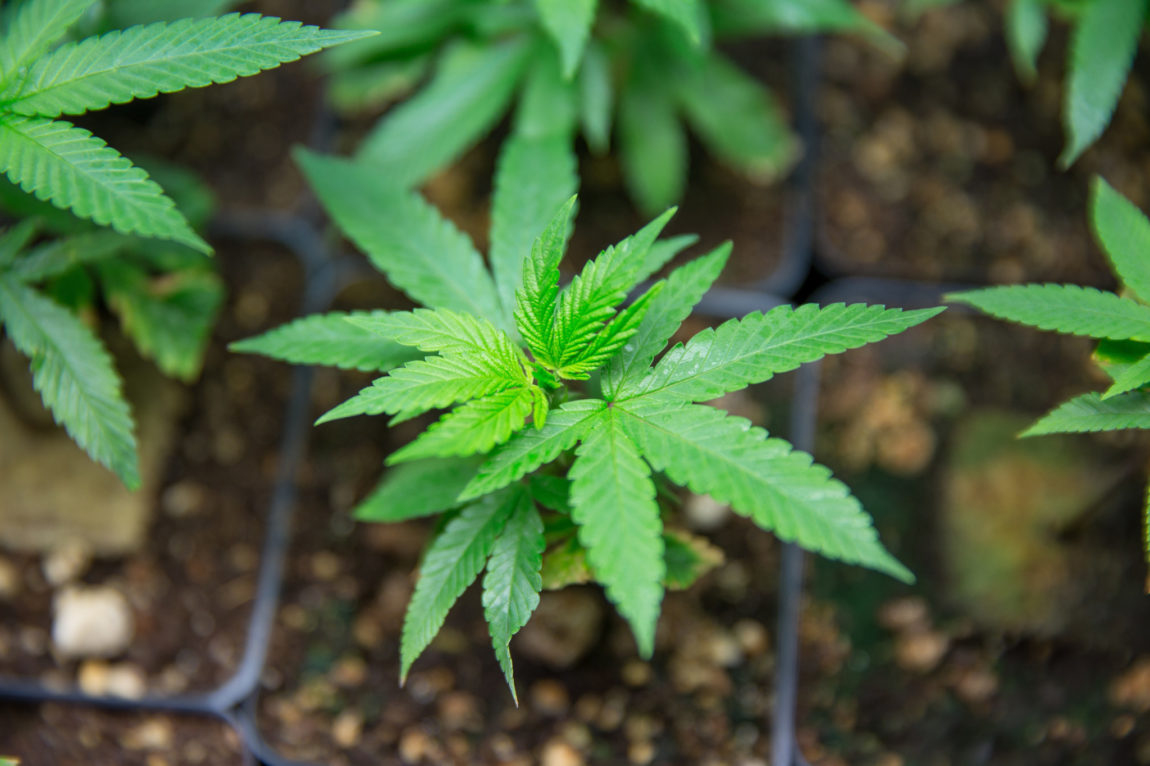 Esclusione di responsabilità penale per il coltivatore di cannabis sativa l. anche in caso di superamento della percentuale di THC ammessa dalla legge