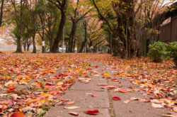 Cade in una buca sul marciapiede ricoperta di foglie, condannato il Comune