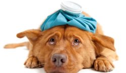 L’omissione di cure al cane malato costituisce reato?