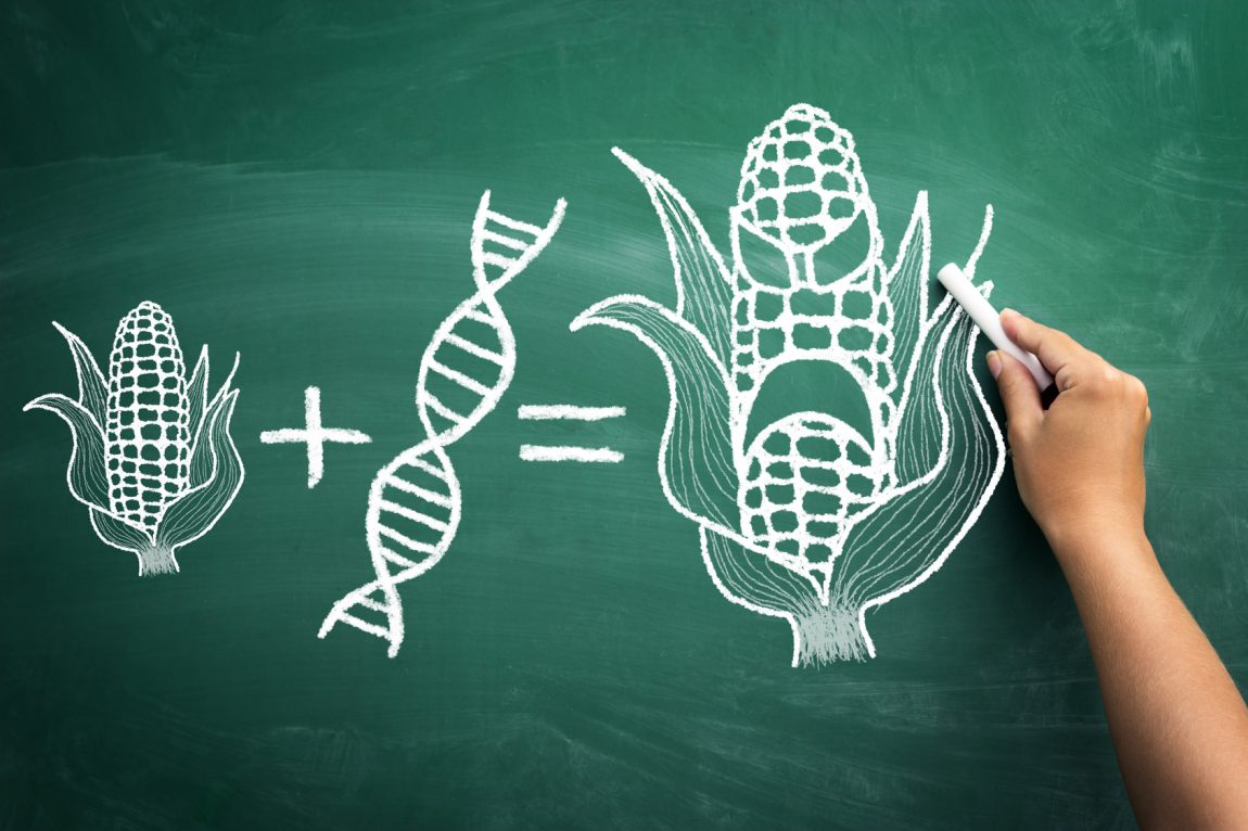 Sicurezza alimentare: OGM, profili normativi generali in materia di produzione e di commercializzazione