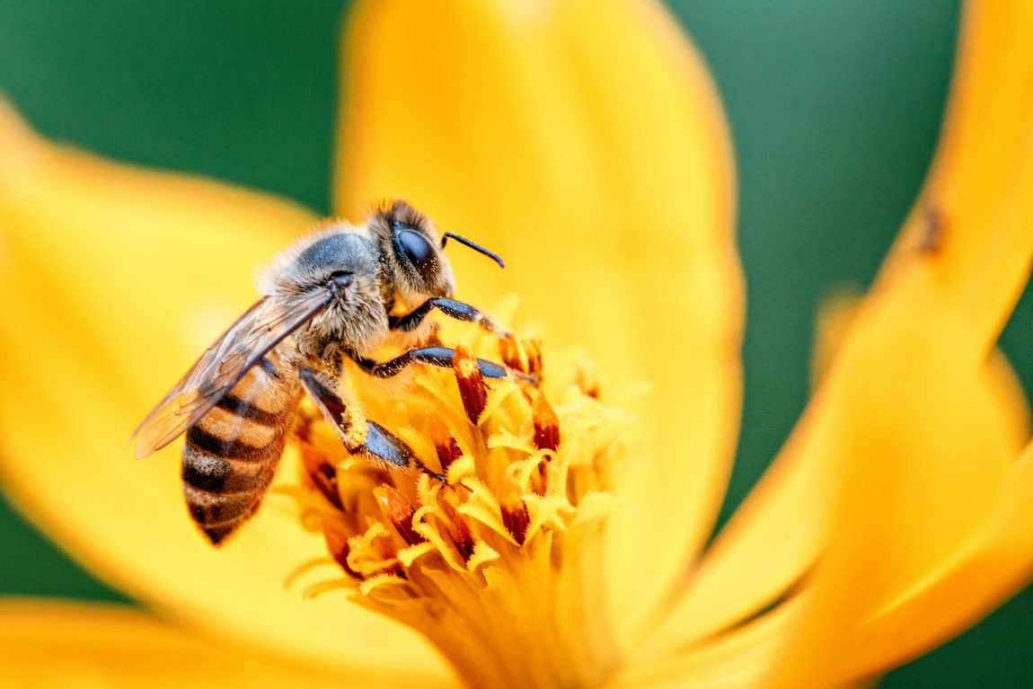 Norme singolari: l’art. 924 c.c. e la tutela dell’apicoltóre