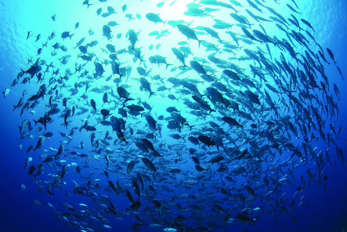 Accordo cruciale sulla protezione della biodiversità marina nelle acque internazionali: prossime sfide e nuove speranze per la protezione degli oceani