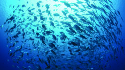 Accordo cruciale sulla protezione della biodiversità marina nelle acque internazionali: prossime sfide e nuove speranze per la protezione degli oceani