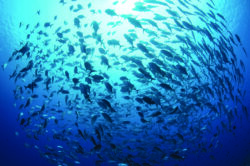 Accordo cruciale sulla protezione della biodiversità marina nelle acque internazionali: prossime sfide e nuove speranze per la protezione degli oceani