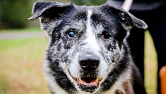 Hai investito un cane? Per i danni risponde l’ASL