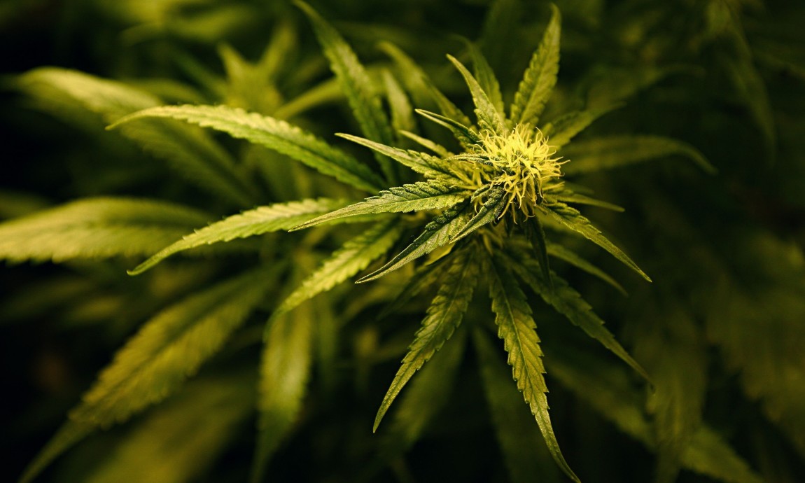 La coltivazione domestica della cannabis. Tipicità, offensività in concreto e prime applicazioni ad un anno dall’intervento delle Sezioni Unite