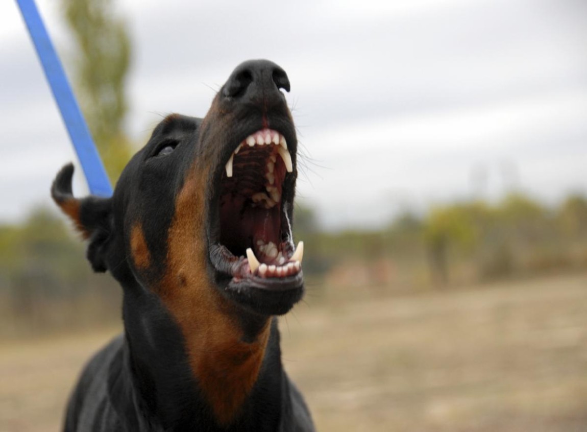 Aggressione da parte di un cane e reato di lesioni colpose. La posizione di garanzia del proprietario