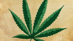 Marijuana rinvenuta in proprietà familiare: sussistenza del concorso di persone nel reato