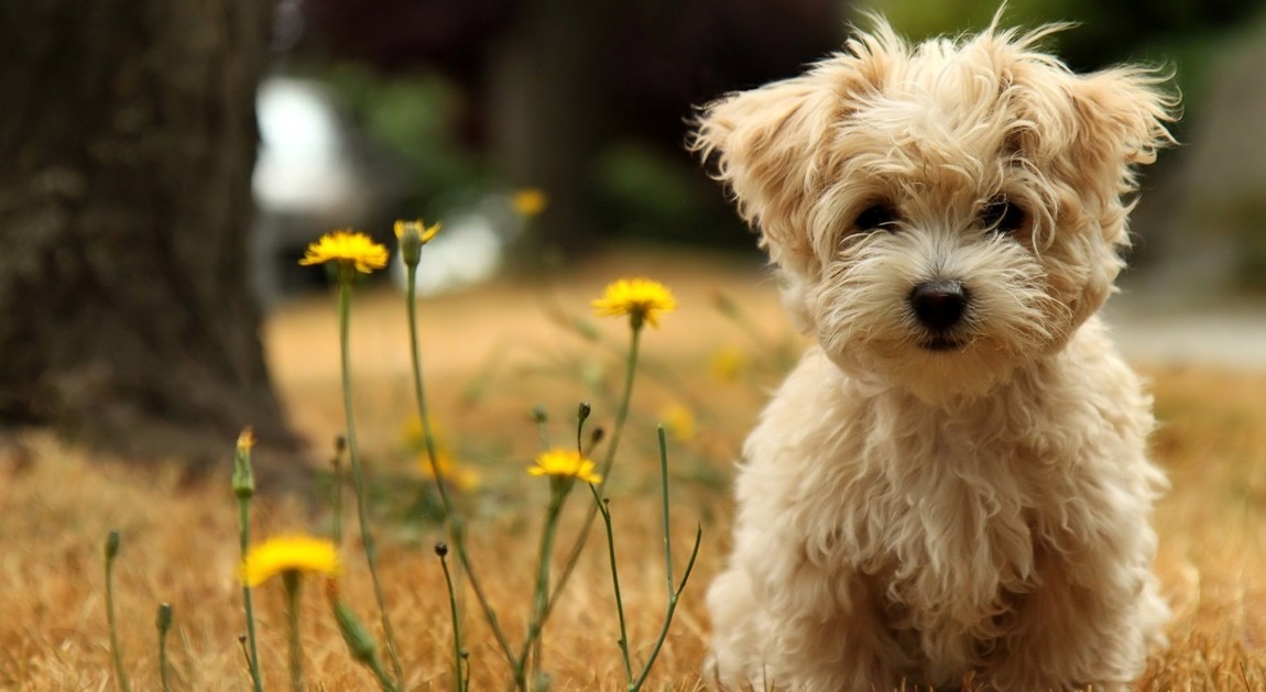 Gli animali: (s)oggetti deboli non più senza difese