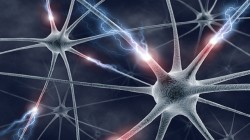 Neuroscienze e diritto. Predisposizione genetica alla criminalità