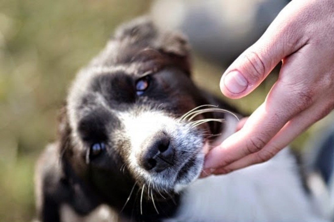 Se ti avvicini a un cane per accarezzarlo e questo ti morde il risarcimento non ti spetta