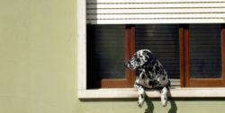 Animali da compagnia in condomino