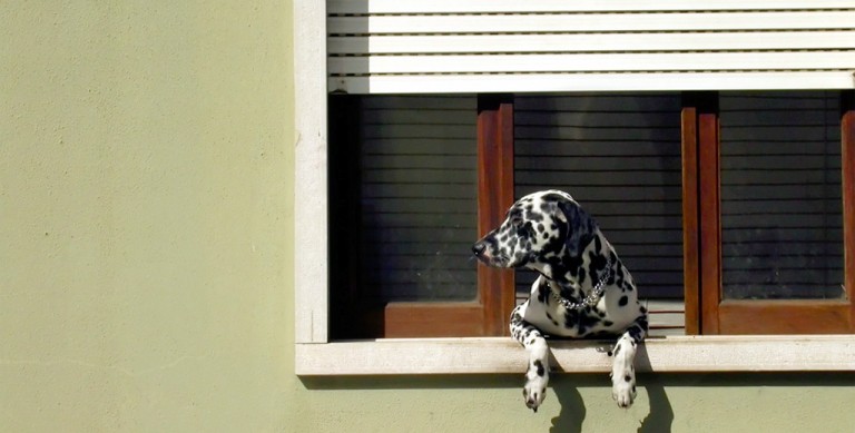 Animali da compagnia in condomino