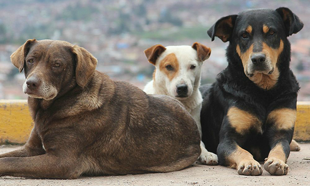 Danni causati da cani randagi: la responsabilità grava sulla P.A.