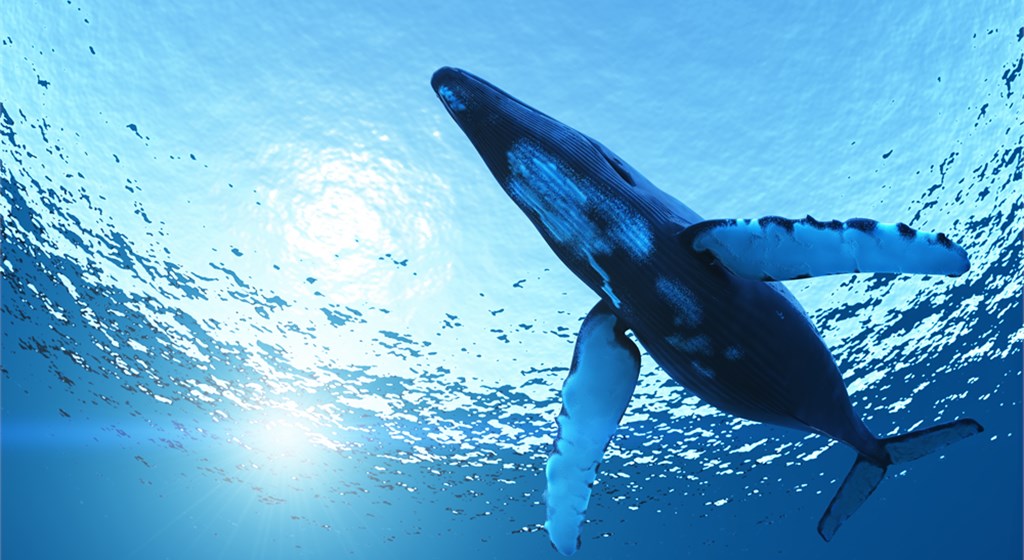 Balena blu: è istigazione al suicidio?