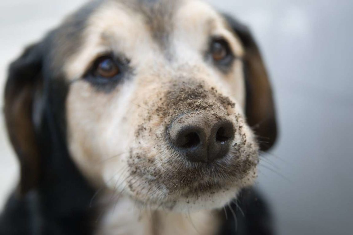 Maltrattamenti, cane bastonato: padrone condannato a 10mila euro di multa