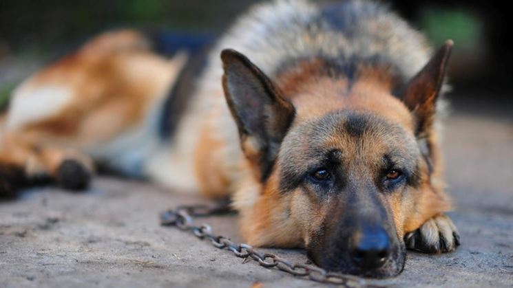 La responsabilità del proprietario di animali domestici