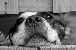 Il divieto di animali domestici in condominio