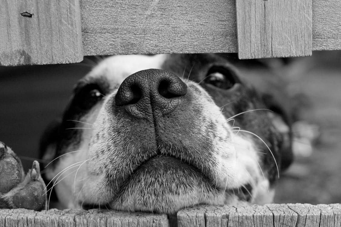 Il divieto di animali domestici in condominio
