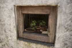 Cannabis: la coltivazione per uso personale è condotta penalmente rilevante?