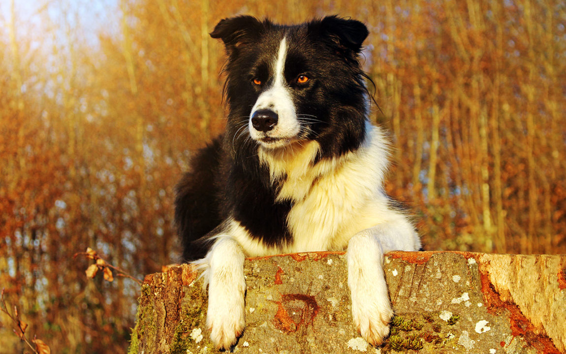 Circolazione stradale: sì al risarcimento per il padrone del cane investito