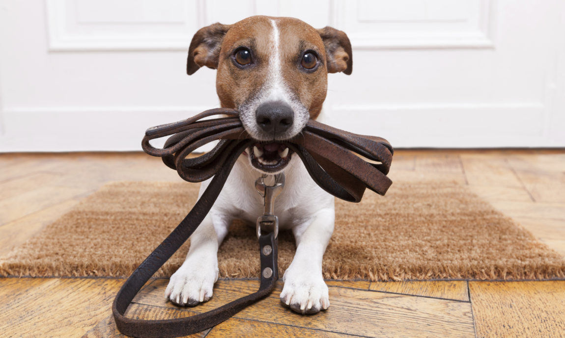 Animali: cane morde un passante, responsabile la dogsitter