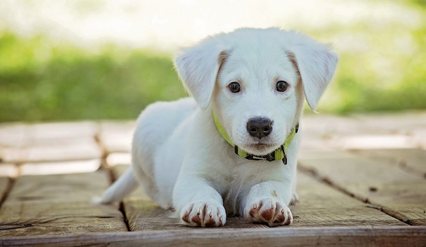 Contestato il reato di maltrattamento di animali, legittimo il sequestro preventivo del cane