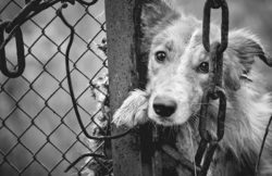 Delitti contro gli animali