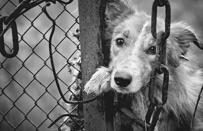 Maltrattamento ed abbandono di animali. Come comportarsi?