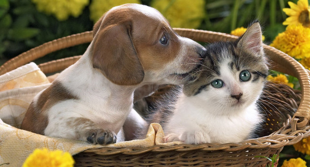 Se gli animali sono cose, quale tutela per i “difetti di conformità”?