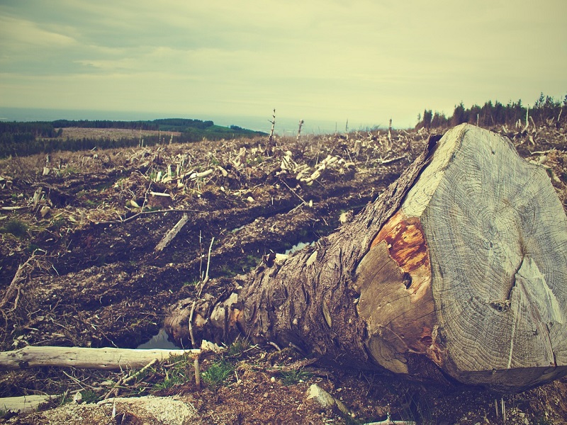 Disastro innominato e disastro ambientale