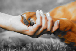 Gli animali domestici all’interno del condominio