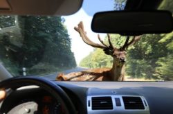 Sinistro stradale causato da fauna selvatica: chi paga i danni?