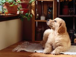 Vita da cani in condominio: detenzione di animali domestici e utilizzo di guinzaglio e museruola