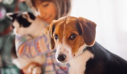 Animali domestici e le parti comuni del condominio