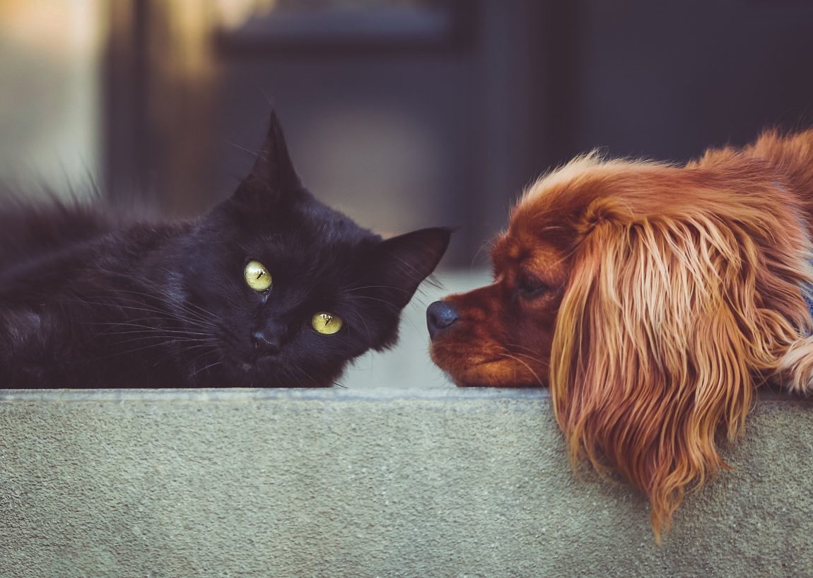 Affidamento del cane in caso di separazione o divorzio consensuale o giudiziale