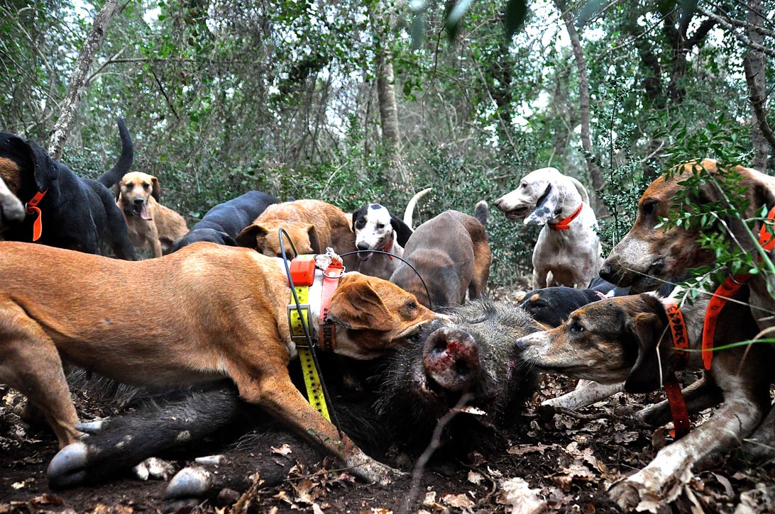 Cani contro cinghiali. Perde l’uomo