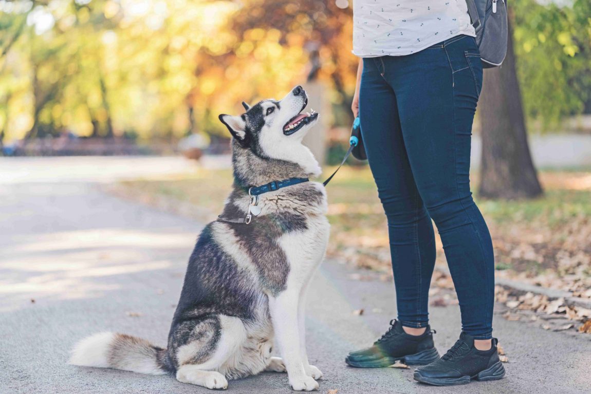 Danno cagionato da animali: una norma poco conosciuta, ma insidiosa