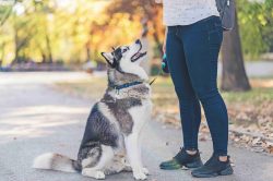 Danno cagionato da animali: una norma poco conosciuta, ma insidiosa