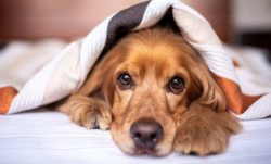 Condominio e animali: l’incertezza pericolosa del diritto