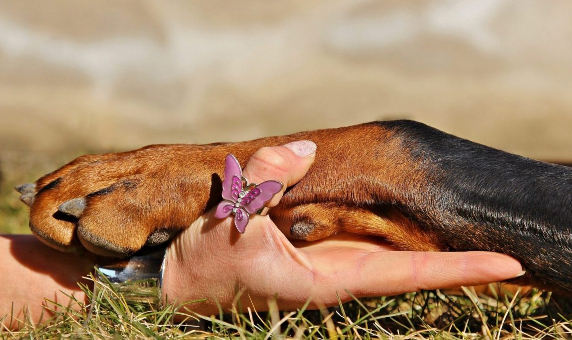 Brevi considerazioni intorno ai diritti soggettivi degli animali di affezione. Il caso Tuco in Spagna