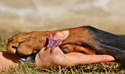 Brevi considerazioni intorno ai diritti soggettivi degli animali di affezione. Il caso Tuco in Spagna